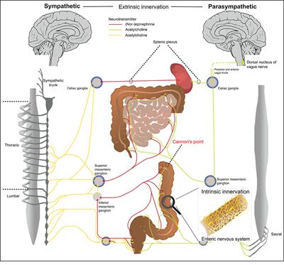 Neuro-Immune Circuits Regulate Immune Responses in Tissues and Organ Homeostasis